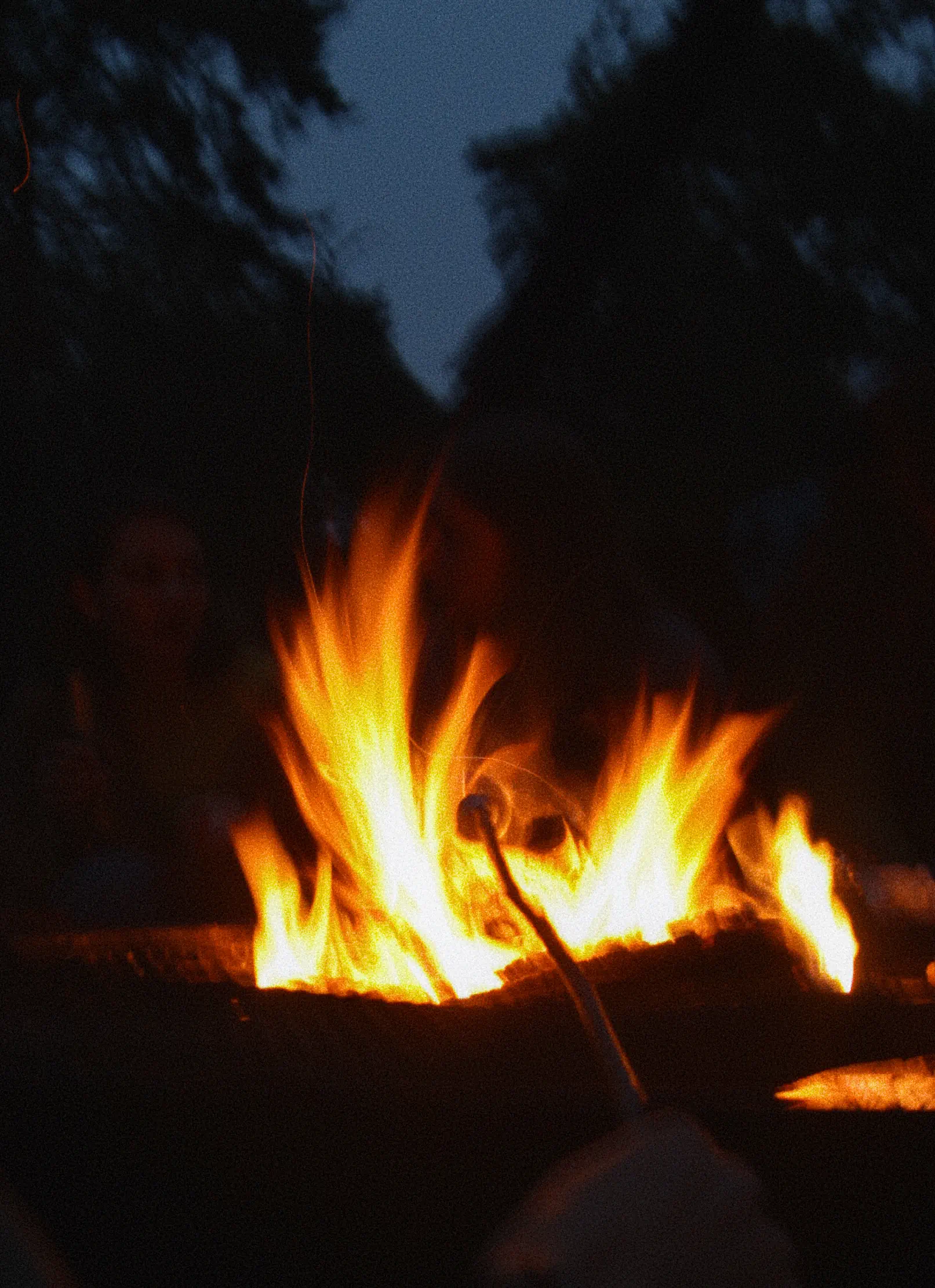 A marshmellow being cooked over a campfire, with a dark blue forest in the background.