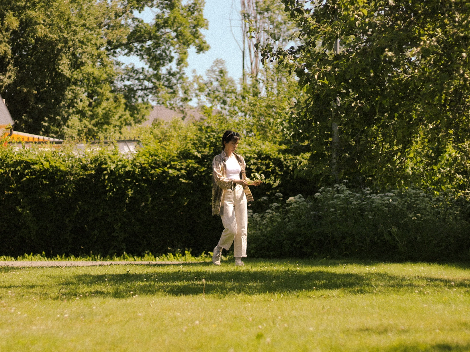 A woman collecting flowers from the bushes to make a Midsummer Crown at a Midsummer celebration in Uppsala Sweden